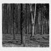 dalla_vita_del_bosco_foto_001_small.jpg
