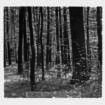 dalla_vita_del_bosco_foto_002_small.jpg