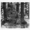 dalla_vita_del_bosco_foto_003_small.jpg