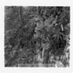dalla_vita_del_bosco_foto_004_small.jpg