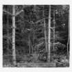 dalla_vita_del_bosco_foto_006_small.jpg