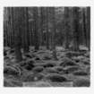 dalla_vita_del_bosco_foto_007_small.jpg