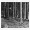 dalla_vita_del_bosco_foto_008_small.jpg
