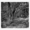 dalla_vita_del_bosco_foto_009_small.jpg