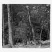 dalla_vita_del_bosco_foto_010_small.jpg