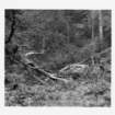 dalla_vita_del_bosco_foto_011_small.jpg