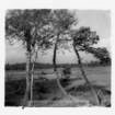 dalla_vita_del_bosco_foto_013_small.jpg