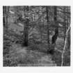 dalla_vita_del_bosco_foto_014_small.jpg