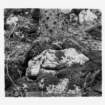 dalla_vita_del_bosco_foto_015_small.jpg