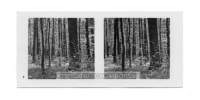 dalla_vita_del_bosco_stereo_002_small.jpg