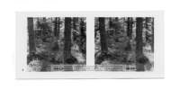 dalla_vita_del_bosco_stereo_003_small.jpg