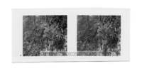 dalla_vita_del_bosco_stereo_004_small.jpg