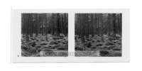 dalla_vita_del_bosco_stereo_007_small.jpg