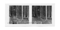 dalla_vita_del_bosco_stereo_008_small.jpg
