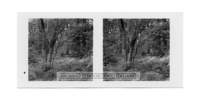 dalla_vita_del_bosco_stereo_009_small.jpg