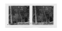 dalla_vita_del_bosco_stereo_010_small.jpg