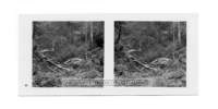 dalla_vita_del_bosco_stereo_011_small.jpg