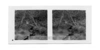 dalla_vita_del_bosco_stereo_012_small.jpg