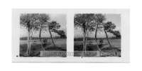 dalla_vita_del_bosco_stereo_013_small.jpg