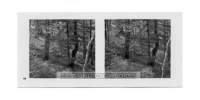dalla_vita_del_bosco_stereo_014_small.jpg