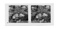 dalla_vita_del_bosco_stereo_015_small.jpg